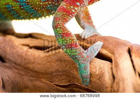 chameleon
