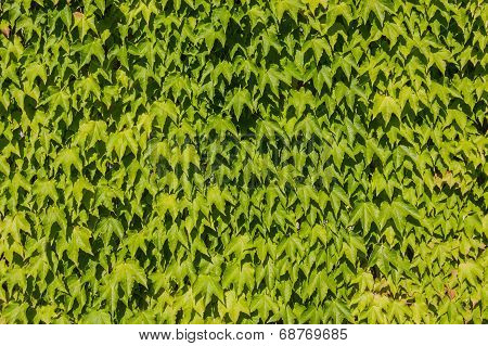 Green Ivy