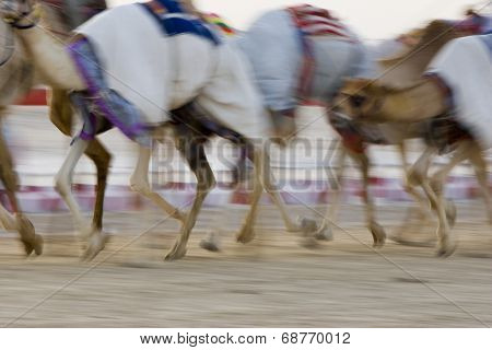 Dubai, UAE, Blurred motion of camels running during training at Nad Al Sheba Camel Racetrack