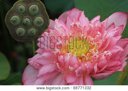 Peony Lotus