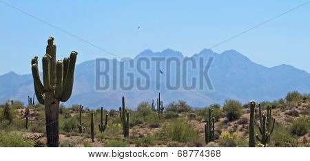 Desert Scene