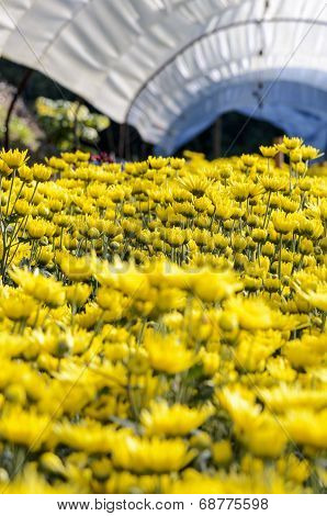 Yellow Chrysanthemum Flowers Farms