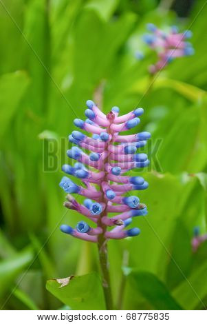 flower colorful