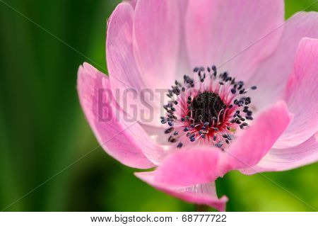 Pink Anemone Against Green Background