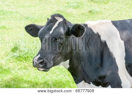 Black Cow In A Meadow