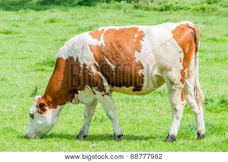 Cow Is Grazing In The Meadow