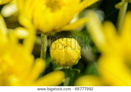 Close Up Buds Yellow Chrysanthemum Morifolium Flowers
