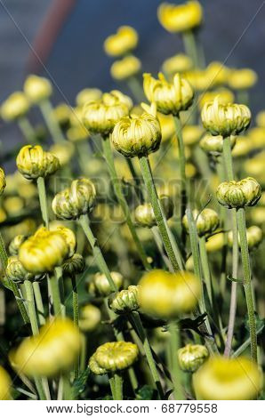 Buds Of Yellow Chrysanthemum Morifolium Flowers In The Garden