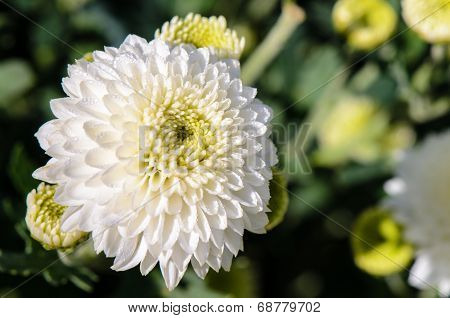 White Chrysanthemum Morifolium Flowers In Garden