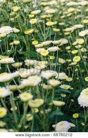 White Chrysanthemum Morifolium Flowers Garden