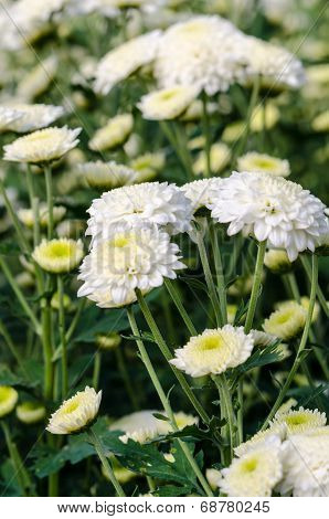 White Chrysanthemum Morifolium Flowers In Garden