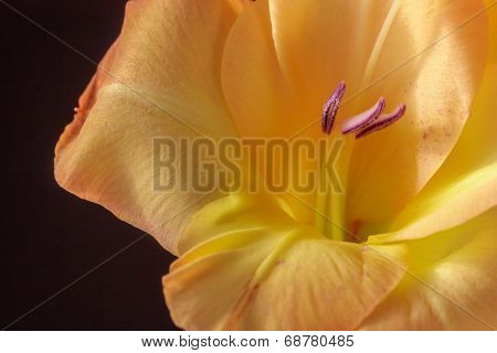 Yellow Gladioli