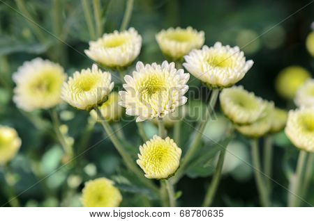 White Chrysanthemum Morifolium Flowers In Garden