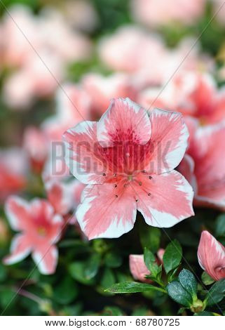 Close up of blooming Pink Rhododendron