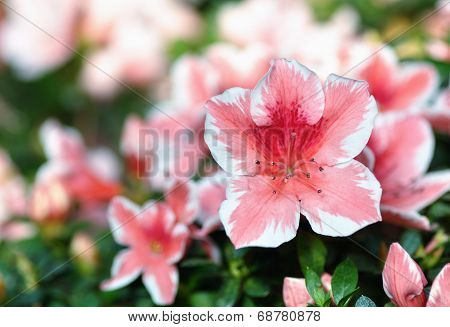 Blooming Pink Rhododendron