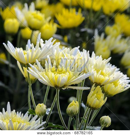Chrysanthemum Morifolium Flowers Garden