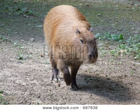 Capibara