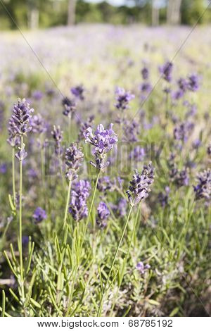 Lavender field