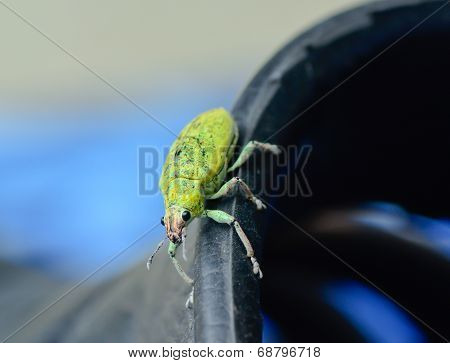 Green Weevil Hanging On Black Rubber
