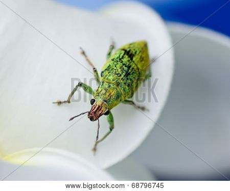 Green Weevil Hanging On White Petal With Blur Blackground