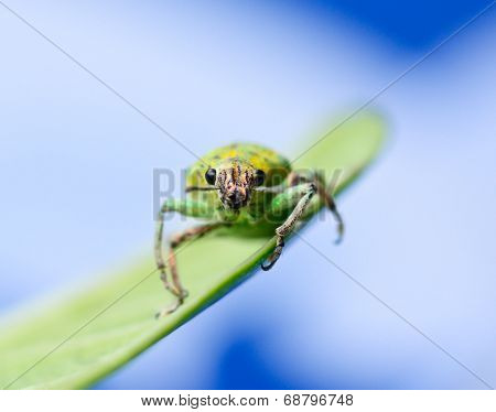 Green Weevil Hanging On Green Leaf  With White  Blur Blackground