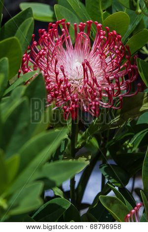 Exotic Flower