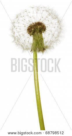 Fluffy dandelion