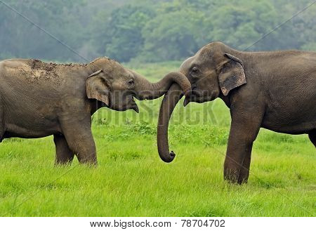 Elephants touching trunks