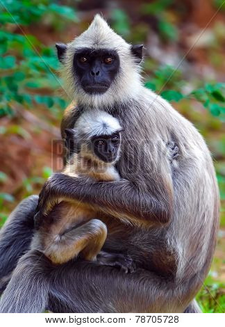 Monkey