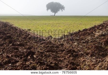 Dehesa With Fog