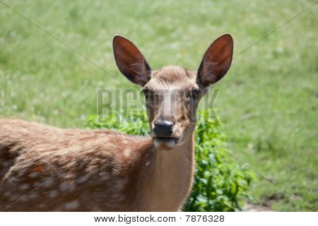 Cervo sika
