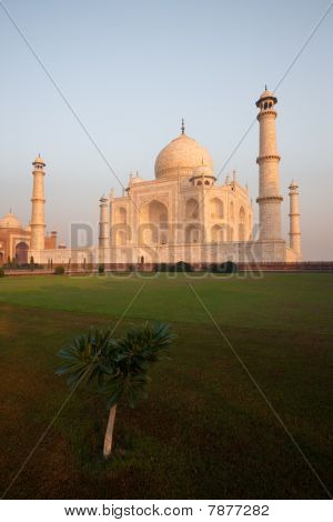 Üres a Taj Mahal és a gyep fa napkeltekor