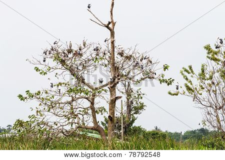 Asian openbill on their collective sleeping place
