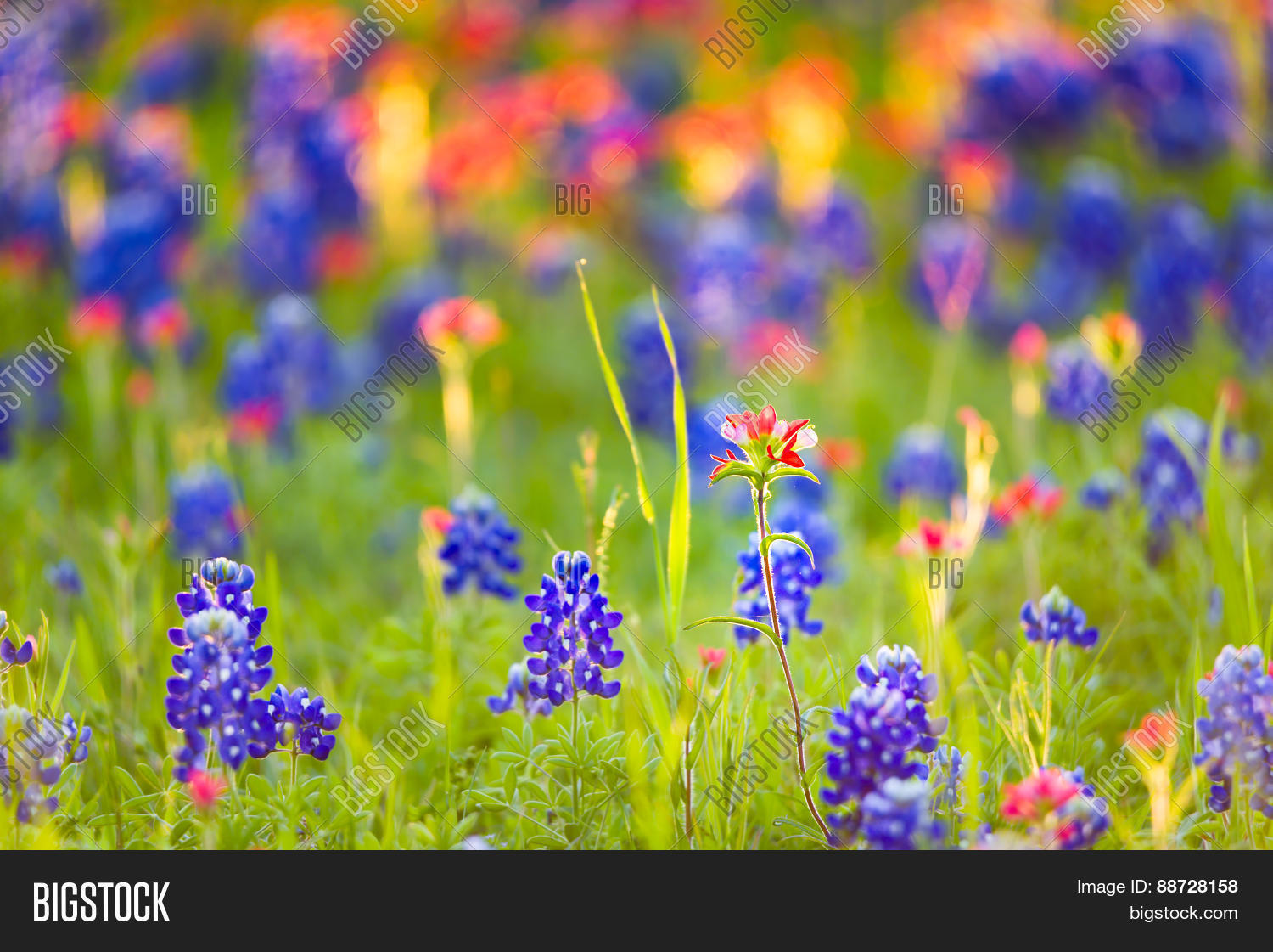 Texas Wildflowers Image & Photo (Free Trial) Bigstock