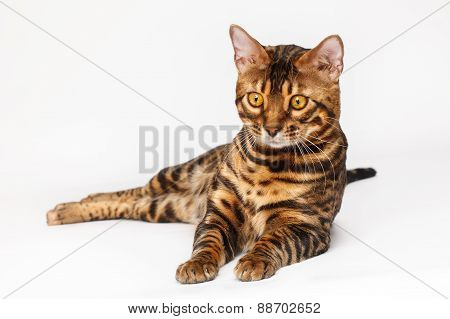 Bengal Cat