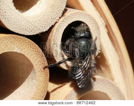 Mason Bee Finishing a Nest in a Bamboo Tube