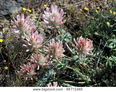 Big-head Clover - Trifolium macrocephalum