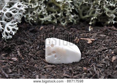 Magnesite On Forest Floor
