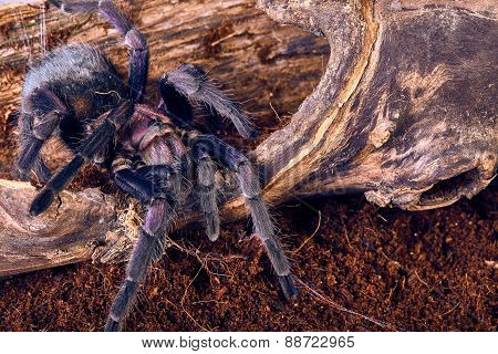tarantula Phormictopus sp purple
