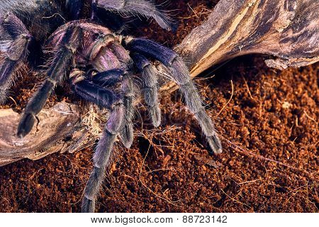 tarantula Phormictopus sp purple