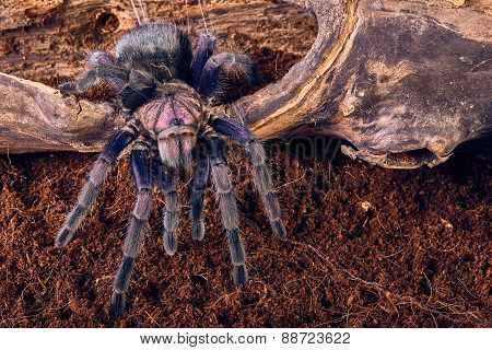 tarantula Phormictopus sp purple