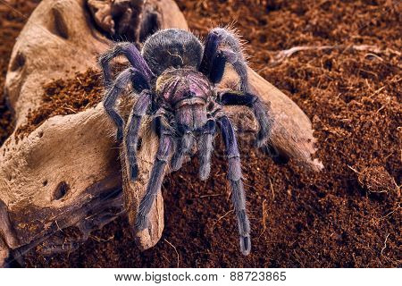 tarantula Phormictopus sp purple