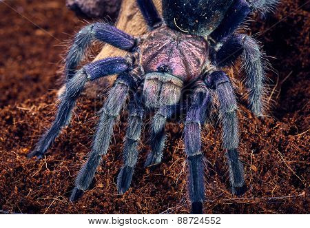 Tarantula Phormictopus Sp Purple