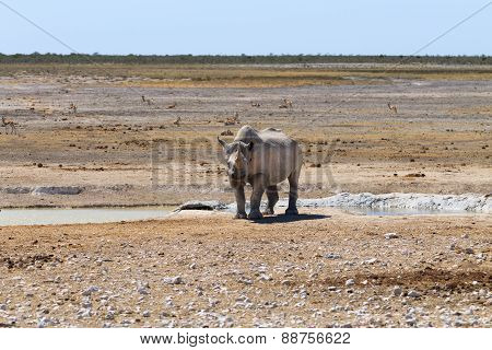 Rhino
