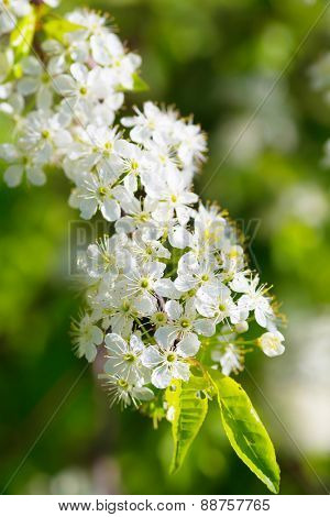 Prunus pensylvanica or the pin cherry is a small tree native to the north eastern United States and much of Canada.