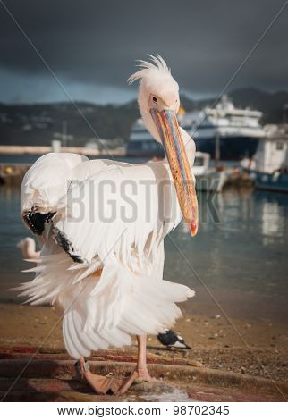 Symbol Of The Island - Pelican Petros, Mikonos, Greece