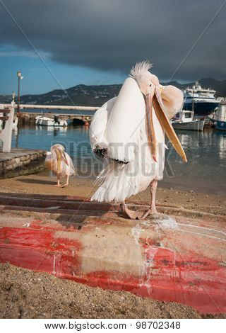 Symbol Of The Island - Pelican Petros, Mikonos, Greece