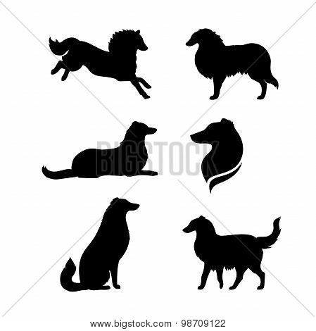 Breed of a dog collie vector silhouettes.