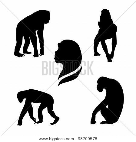Chimpanzee monkeyvector silhouettes.