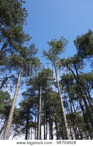 Tall Pine Trees